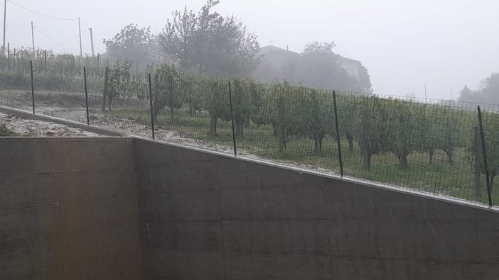 Vigneti colpiti dalla grandine nella zona di Treiso