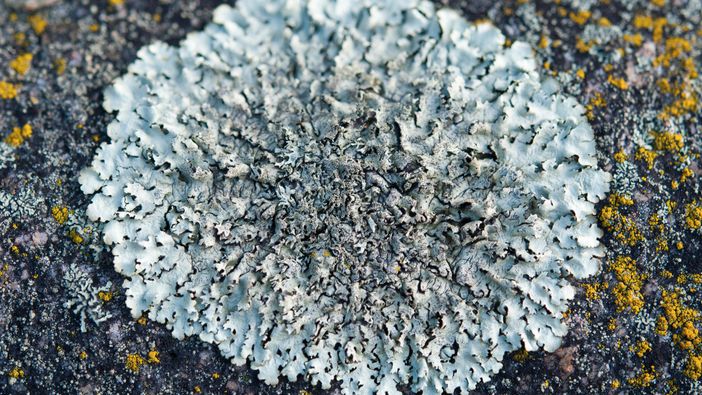 I licheni sentinelle dell'ambiente: corso gratuito online del Parco del Monviso