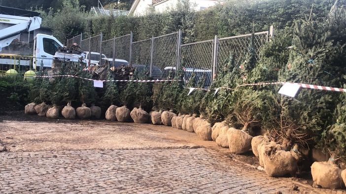 Arrivati a Roma i quarantuno abeti donati al Vaticano dal Comune di Cuneo [FOTO]