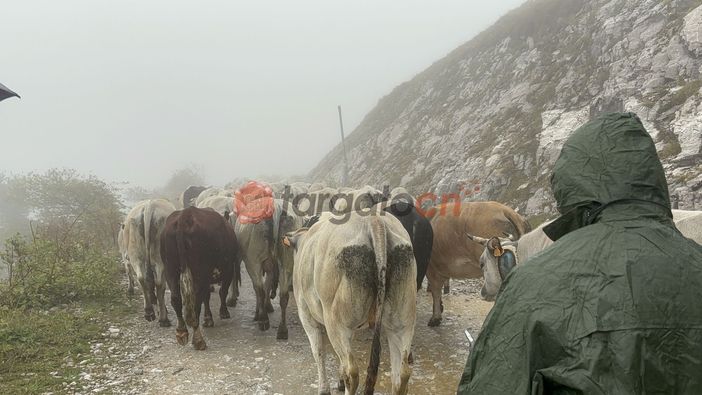 "Caluma el vache": a Prato Nevoso la festa per la discesa delle mandrie e dei malgari dagli alpeggi [FOTO E VIDEO]