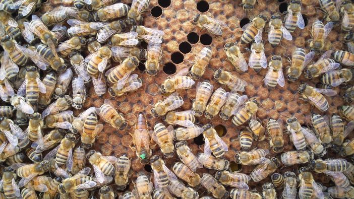 Immagine di repertorio