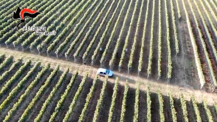 Controlli degli ispettori del lavoro nei vigneti delle Langhe (archivio)