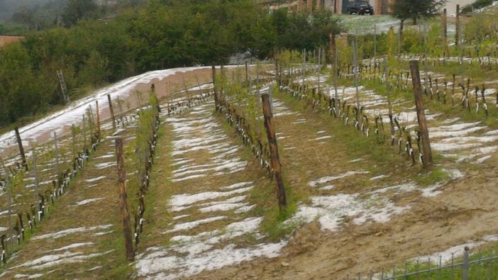 "Il lavoro di un anno vanificato in 20 minuti": annullata la Festa della Vendemmia a Fontanafredda