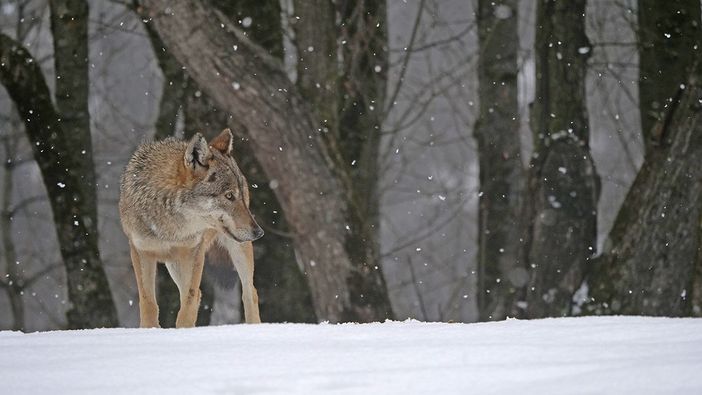 Immagine di repertorio - Foto A. Revelli