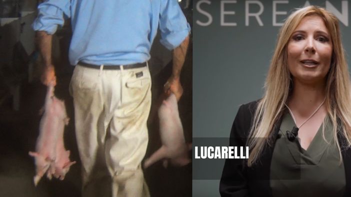 La denuncia di Selvaggia Lucarelli: "In un allevamento di maiali della Granda maltrattamenti e violenze” [VIDEO]