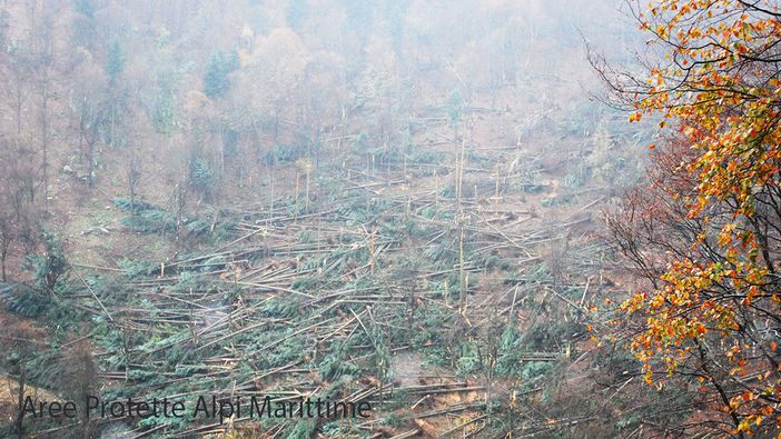 Distrutti dal vento centinaia di alberi nel Marguareis, in Valle Pesio Distrutti dal vento centinaia di alberi nel Marguareis, in Valle Pesio