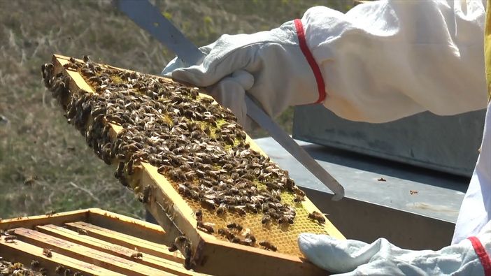 Giornata della Terra: tuteliamo le api perché senza di loro è a rischio la biodiversità del pianeta (VIDEO) Giornata della Terra: tuteliamo le api perché senza di loro è a rischio la biodiversità del pianeta (VIDEO)