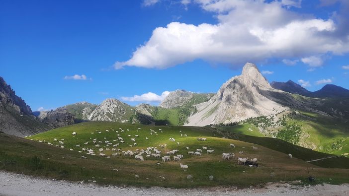 La denuncia degli allevatori: "Nessuno acquista più la Piemontese. Stalle piene, ma non sappiamo cosa farcene" La denuncia degli allevatori: "Nessuno acquista più la Piemontese. Stalle piene, ma non sappiamo cosa farcene"