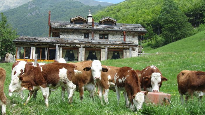 “Spighe" al posto delle "Stelle": ecco come cambia il mondo dell’agriturismo in Granda ed in Piemonte “Spighe" al posto delle "Stelle": ecco come cambia il mondo dell’agriturismo in Granda ed in Piemonte