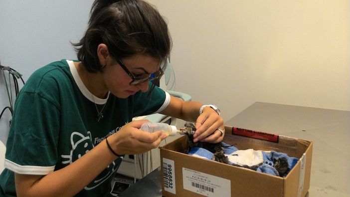 Immagine di repertorio