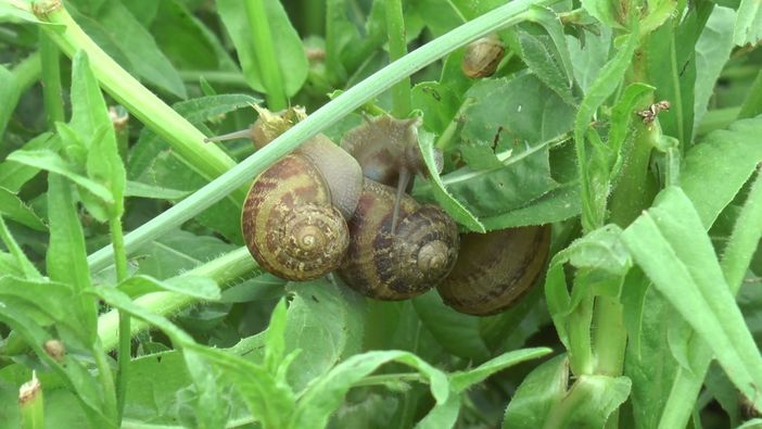 Chiocciola Metodo Cherasco