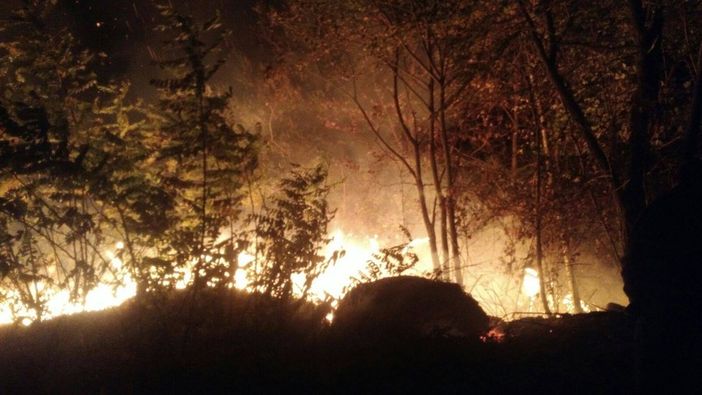 "Gli incendi di questi giorni stanno mandando in fumo l'immenso tesoro della biodiversità"