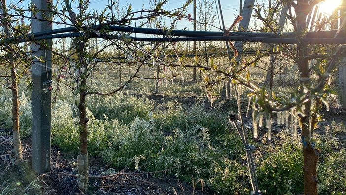 Gelo nel saluzzese: torna la paura per i frutteti in fiore, ma questa volta i danni sono limitati [VIDEO]