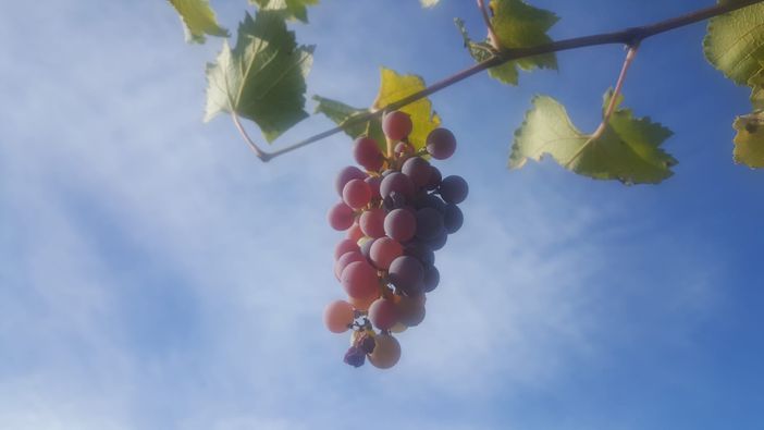 Giorni di sole in pieno autunno? È l’estate di San Martino in cui “ogni mosto diventa vino”