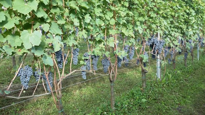 Vendemmia in Piemonte: il 2015 sarà un'annata eccezionale per qualità e quantità
