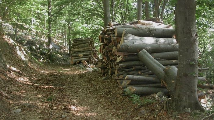 Alienazione lotto boschivo a Valdieri: base d'asta a 20mila euro