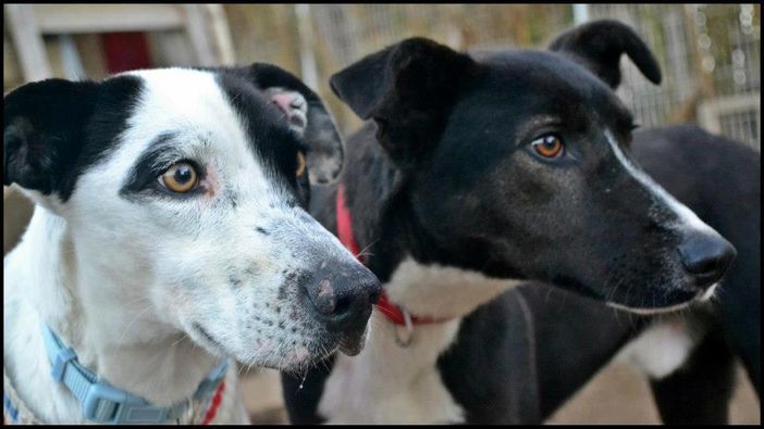 Alla scoperta delle razze canine: i levrieri (parte quinta)