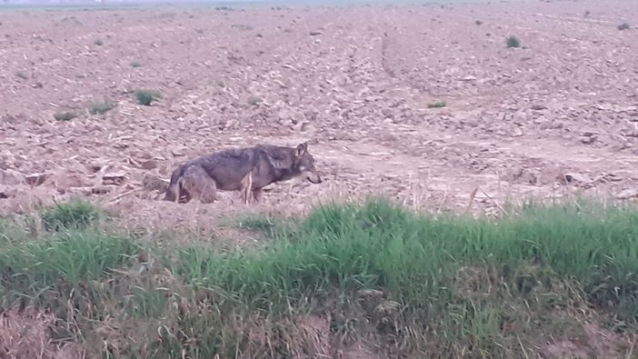 Il lupo si spinge sempre più verso la pianura: avvistato un esemplare a Genola [FOTO]