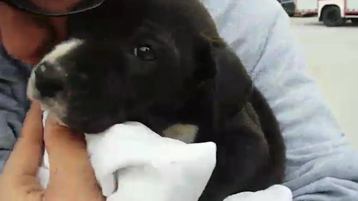 Una notte nel pozzo perdente delle acque piovane: vigili del fuoco salvano cagnolina a Tarantasca (VIDEO) Una notte nel pozzo perdente delle acque piovane: vigili del fuoco salvano cagnolina a Tarantasca (VIDEO)