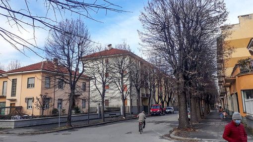 La sentenza del Tar salva i tigli di Fossano, il sindaco: "Procederemo con un nuovo progetto. Ma sarà un costo maggiore per il Comune e per i cittadini"