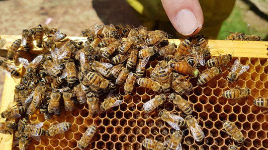 Due milioni dalla Regione per l'apicoltura Due milioni dalla Regione per l'apicoltura