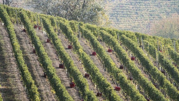 Immagine di repertorio