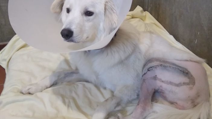 Parte dal canile di Cuneo la raccolta fondi per aiutare Nevada, giovane femmina resiliente