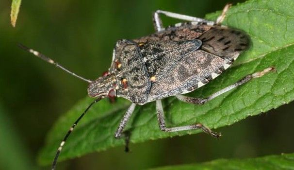 Piemonte: al via le domande di aiuto per danni subiti da cimice asiatica nel 2019