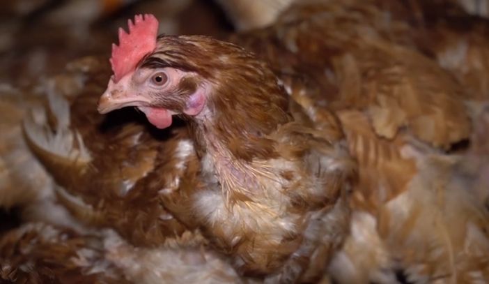 Un fermo immagine di "Dominion"