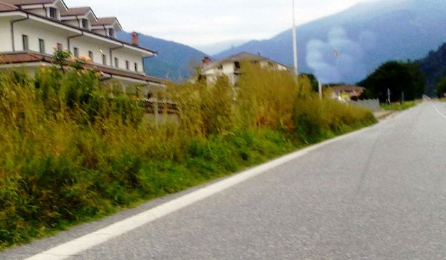 Rifreddo, erbacce alte quasi due metri ai bordi della strada Provinciale Rifreddo, erbacce alte quasi due metri ai bordi della strada Provinciale