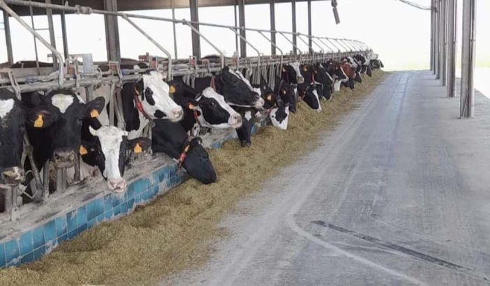 Un allevamento in provincia di Cuneo