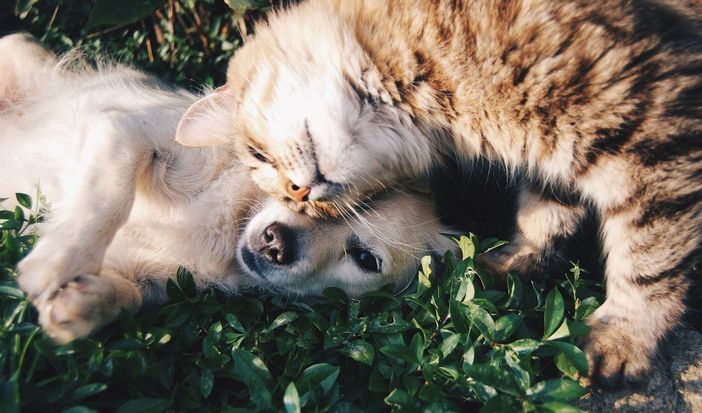 Pulci e zecche: come distinguere e contrastare questi comuni parassiti di cani e gatti Pulci e zecche: come distinguere e contrastare questi comuni parassiti di cani e gatti