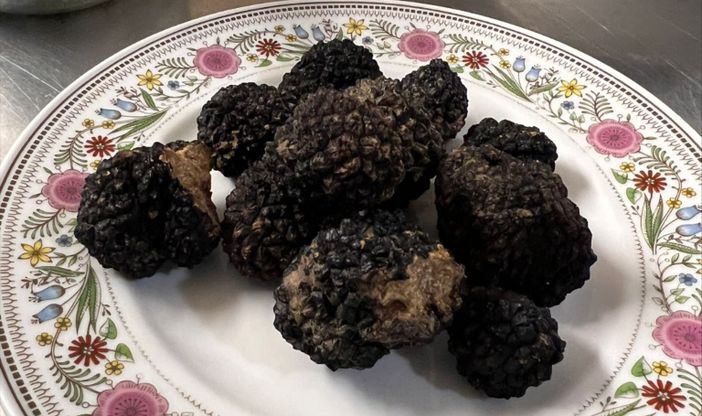 L'ATL del Cuneese lancia il progetto "Un viaggio sensoriale tra Monregalese, Langa Cebana e Val Tanaro alla ricerca e scoperta del Tartufo nero”