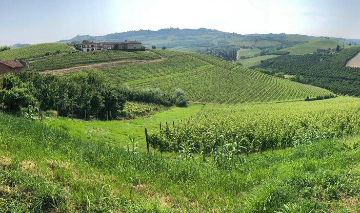 Ha un'estensione di quasi quattro ettari lo storico vigneto ora rilevato dalla Fondazione Crc