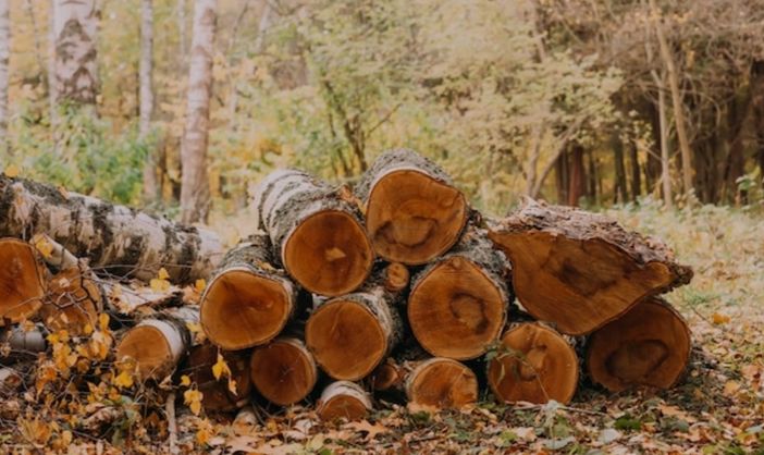 La lettera: "Chi ha rubato quella legna ha infangato il ricordo di mio fratello scomparso" La lettera: "Chi ha rubato quella legna ha infangato il ricordo di mio fratello scomparso"