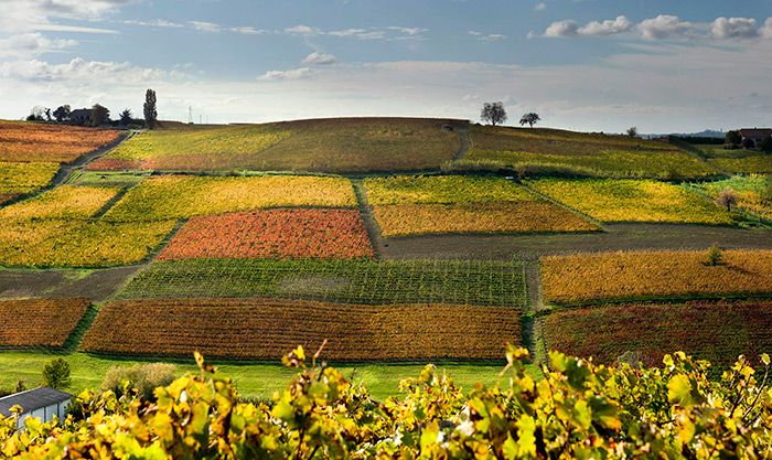 Aperte le iscirizioni per il corso di 2° livello della Barolo & Barbaresco Academy Aperte le iscirizioni per il corso di 2° livello della Barolo & Barbaresco Academy