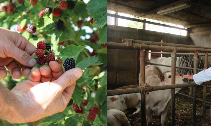 Dalla Regione 11 milioni e 487 mila euro per aiutare le 82 produzioni Dop, Igp, Doc, Docg e Biologiche del Piemonte Dalla Regione 11 milioni e 487 mila euro per aiutare le 82 produzioni Dop, Igp, Doc, Docg e Biologiche del Piemonte