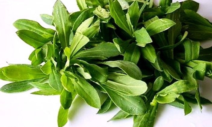 Prossimo appuntamento in compagnia corso sulla Phytoalimurgia