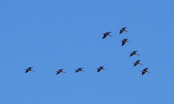 Tra cielo, terra e acqua: a Racconigi un appuntamento per osservare il passaggio delle gru in migrazione
