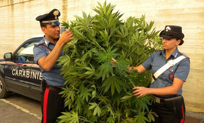Studente 18enne denunciato per coltivazione e spaccio di sostenze stupefacenti