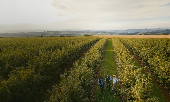 Al via l’"Hazelnut Agronomy Program" promosso dal gruppo albese insieme a Eiis e Conaf Al via l’"Hazelnut Agronomy Program" promosso dal gruppo albese insieme a Eiis e Conaf