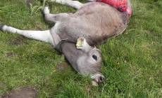 Reintrodotto il lupo, riportiamo i dinosauri nei nostri boschi