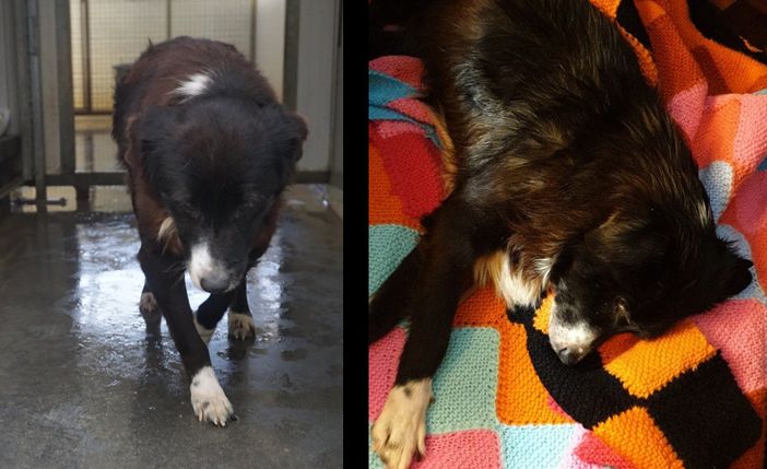 Mondovì: la più anziana dei cani del Canile-Rifugio281 ha trovato casa in tempo record