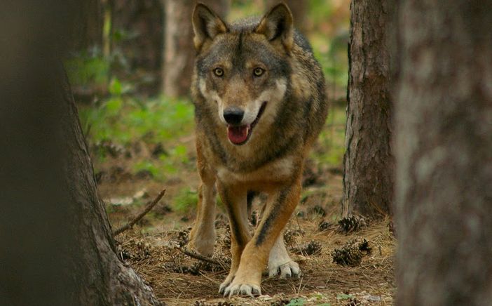 Immagine di repertorio