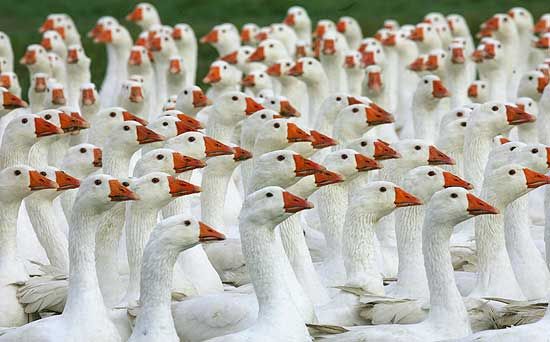 Malvino risponde al sindaco di Fossano: "Gli starnazzamenti salvarono una città"