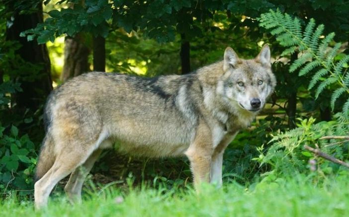 Regione, in Commissione Ambiente illustrato il progetto europeo Life WolfAlps: "Censiti 846 lupi nelle aree alpine di Italia, Francia, Austria, Slovenia e Svizzera" Regione, in Commissione Ambiente illustrato il progetto europeo Life WolfAlps: "Censiti 846 lupi nelle aree alpine di Italia, Francia, Austria, Slovenia e Svizzera"