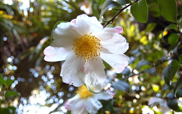 Il Melograno di Fossano organizza una giornata a Sanremo