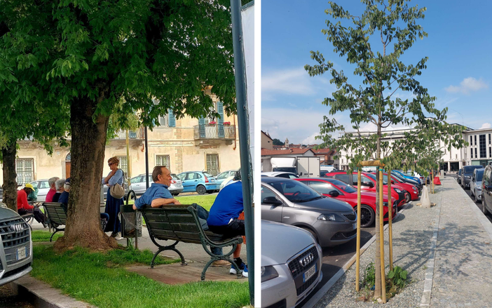Saluzzo, l'appello di Pinca (FdI): "Gli amministratori fermino l'ennesima strage di alberi"
