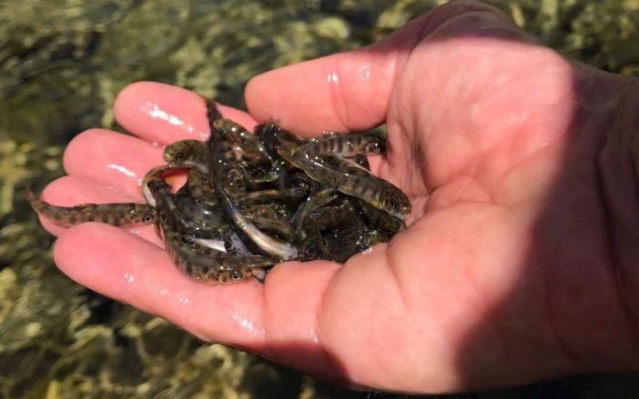 La Provincia ha immesso 5mila trotelle nel torrente Casotto a Pamparato La Provincia ha immesso 5mila trotelle nel torrente Casotto a Pamparato