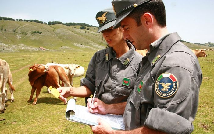 Bovini in alpeggio a Marmora in condizioni disperate
